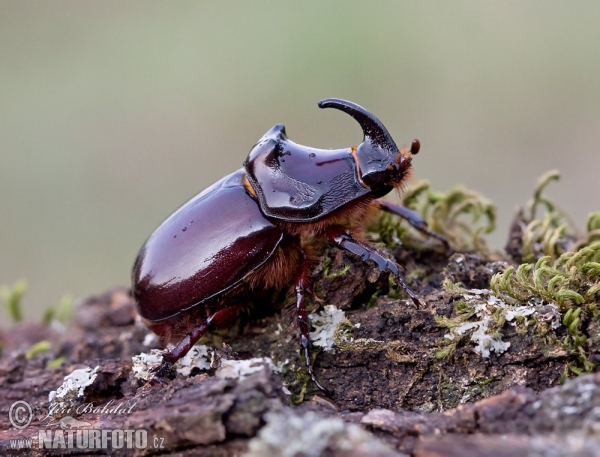 Nosorožík kapucínek (Oryctes nasicornis)