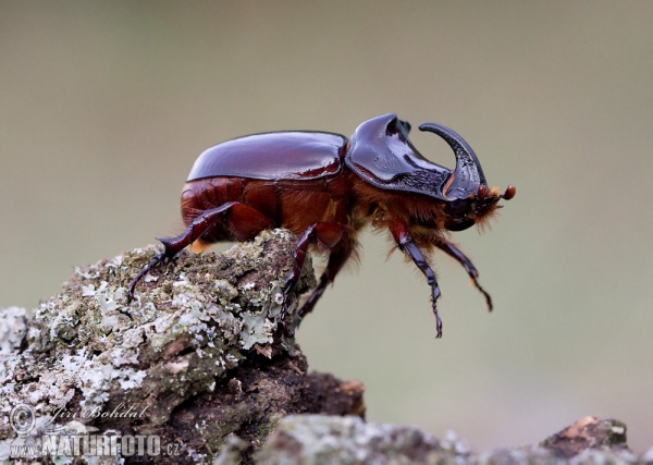 Nosorožík kapucínek (Oryctes nasicornis)