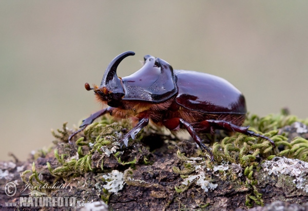 Nosorožík kapucínek (Oryctes nasicornis)