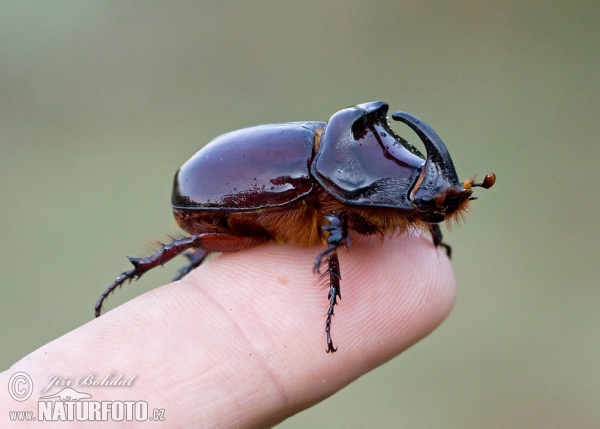 Nosorožík kapucínek (Oryctes nasicornis)