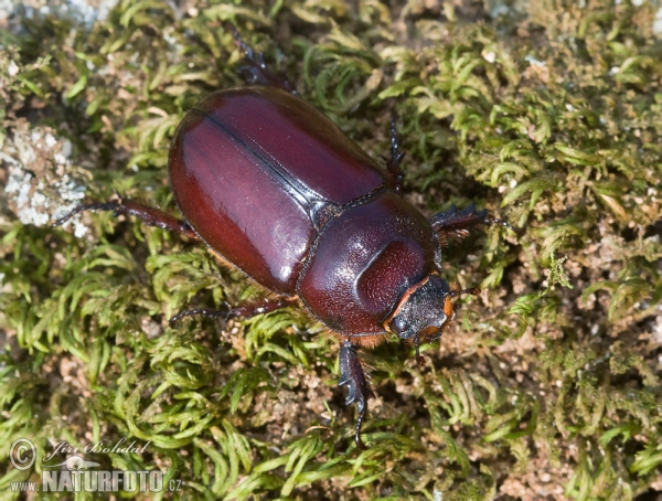 Nosorožík kapucínek (Oryctes nasicornis)