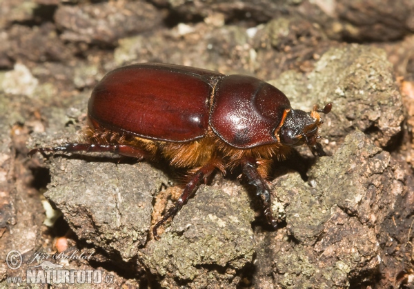 Nosorožík kapucínek (Oryctes nasicornis)