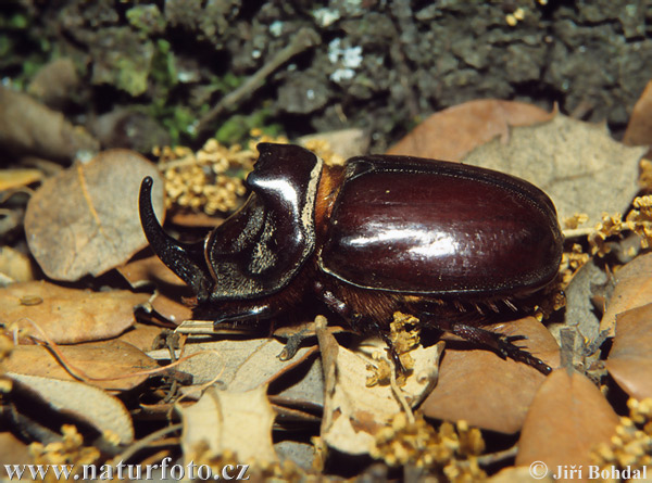 Nosorožtek obyčajný (Oryctes nasicornis)