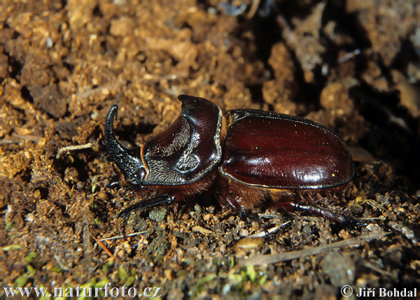 Nosorožtek obyčajný (Oryctes nasicornis)