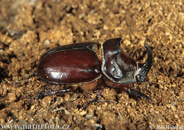 Nosorožtek obyčajný (Oryctes nasicornis)