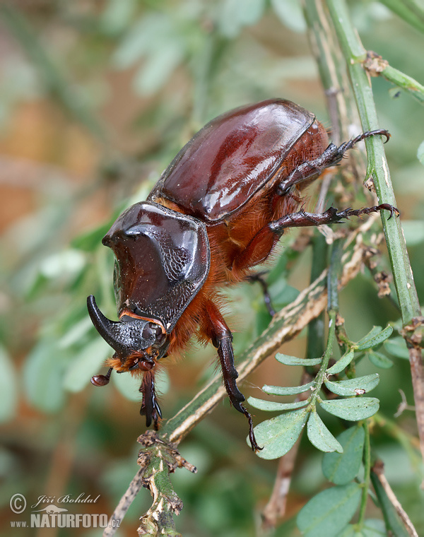 Nosorožtek obyčajný (Oryctes nasicornis)