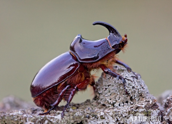 Nosorožtek obyčajný (Oryctes nasicornis)