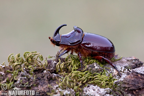 Nosorožtek obyčajný (Oryctes nasicornis)