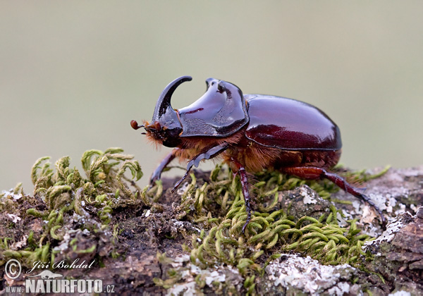 Nosorožtek obyčajný (Oryctes nasicornis)