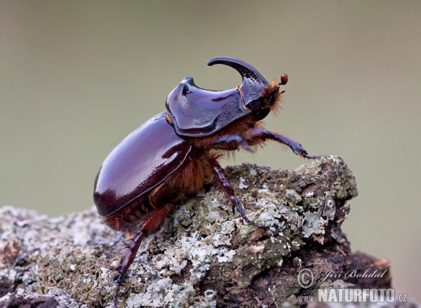 Nosorožtek obyčajný (Oryctes nasicornis)