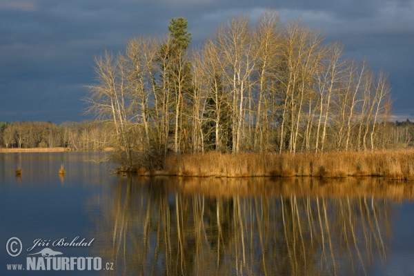 Nový Vdovec (Tre)