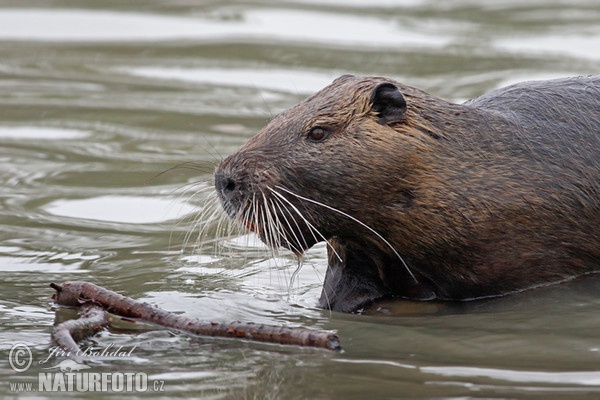 Nutria riečna (Myocastor coypus)