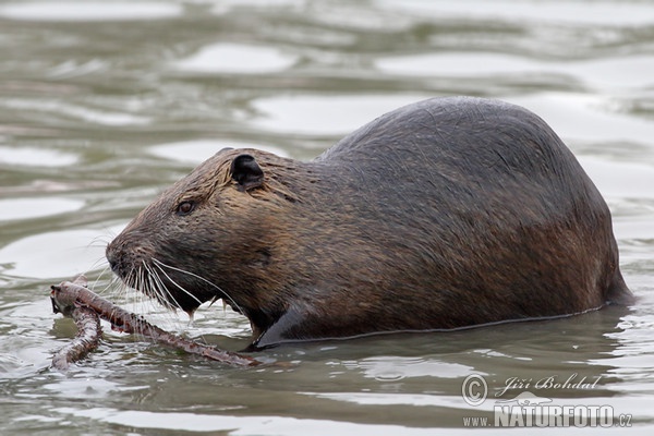 Nutria riečna (Myocastor coypus)