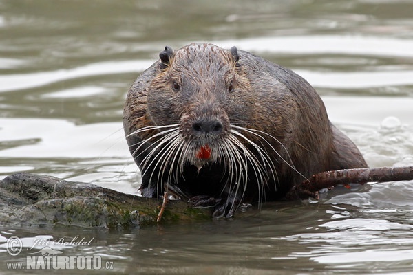 Nutria riečna (Myocastor coypus)