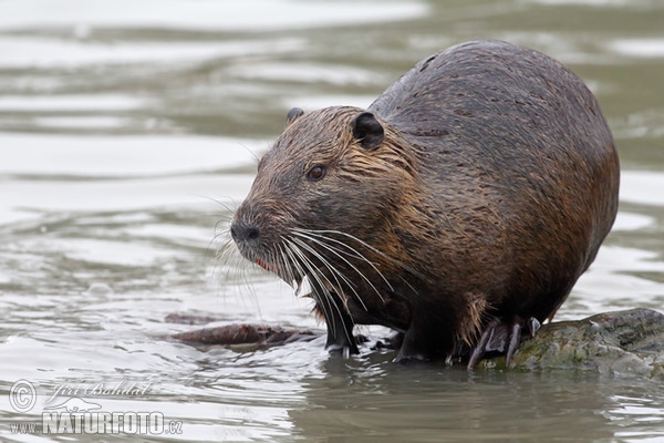 Nutria riečna (Myocastor coypus)