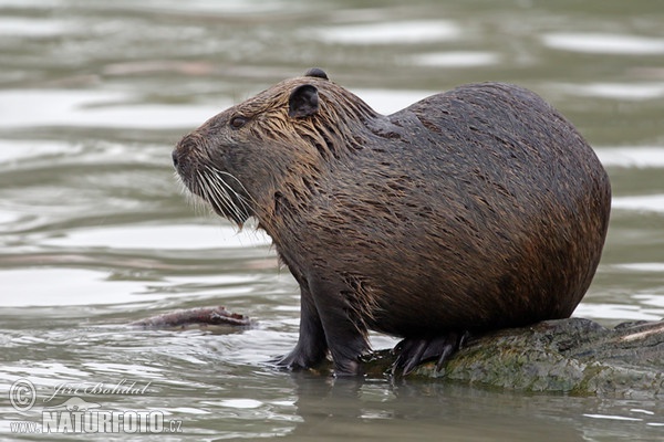 Nutria riečna (Myocastor coypus)