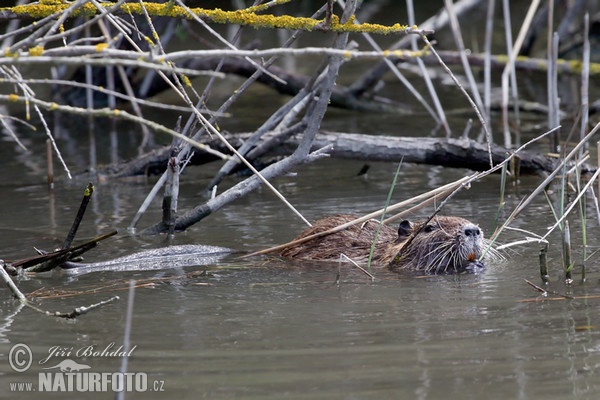 Nutria riečna (Myocastor coypus)