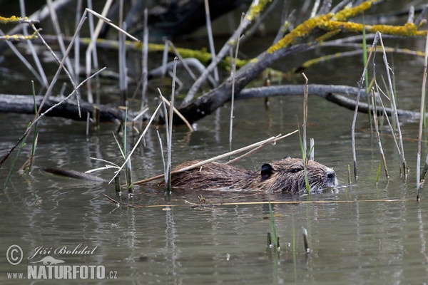 Nutria riečna (Myocastor coypus)