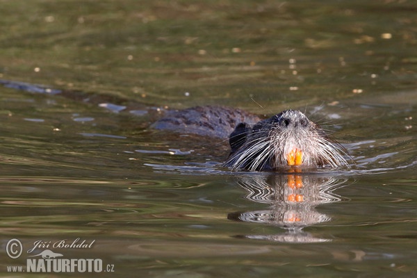 Nutria riečna (Myocastor coypus)