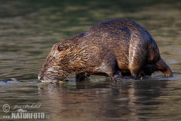 Nutria riečna (Myocastor coypus)