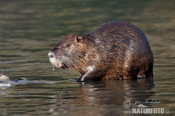 Nutria riečna (Myocastor coypus)