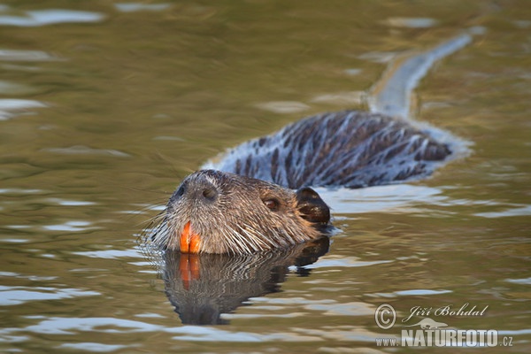 Nutria riečna (Myocastor coypus)