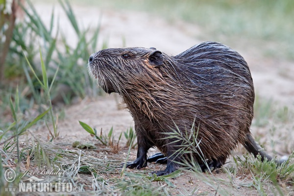 Nutria riečna (Myocastor coypus)