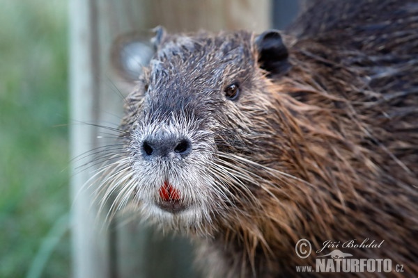 Nutria riečna (Myocastor coypus)