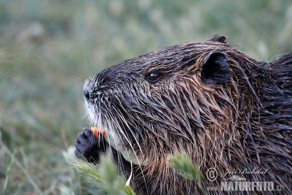 Nutria riečna (Myocastor coypus)