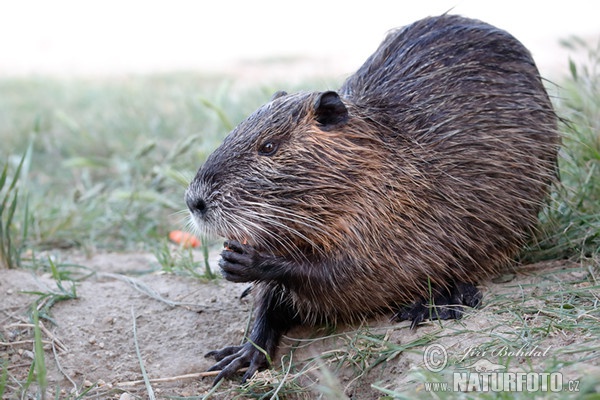 Nutria riečna (Myocastor coypus)