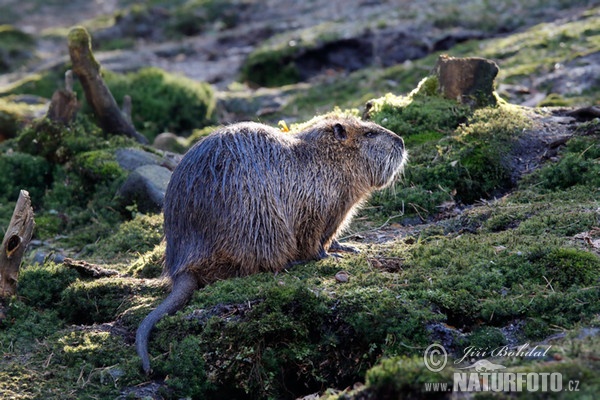 Nutria riečna (Myocastor coypus)