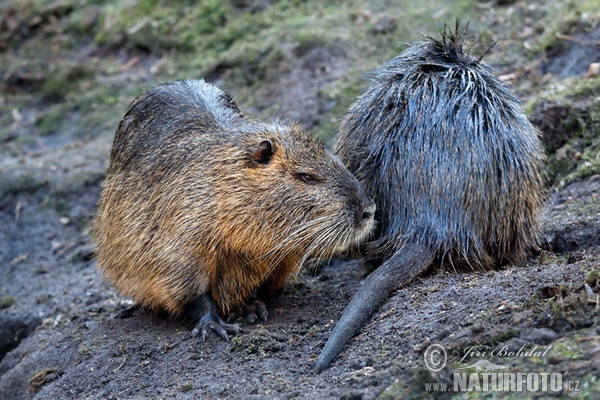 Nutria riečna (Myocastor coypus)