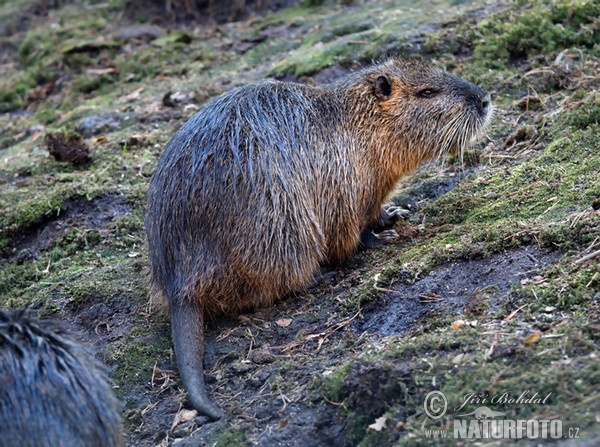 Nutria riečna (Myocastor coypus)