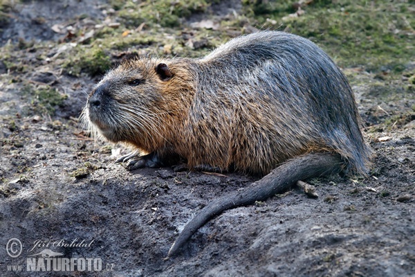 Nutria riečna (Myocastor coypus)