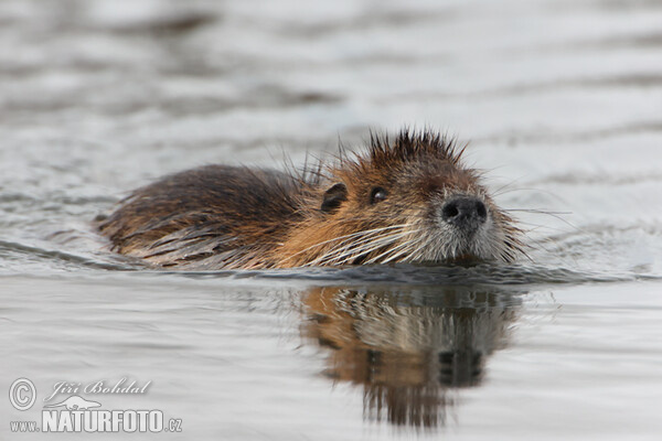 Nutria riečna (Myocastor coypus)