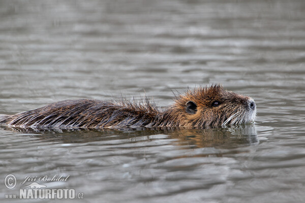 Nutria riečna (Myocastor coypus)