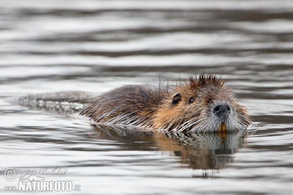 Nutria riečna (Myocastor coypus)