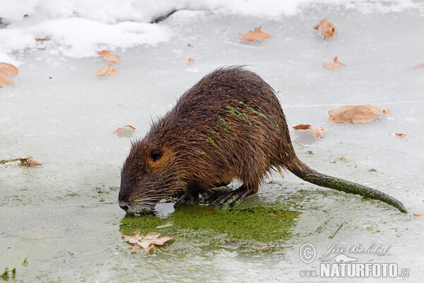 Nutria riečna (Myocastor coypus)