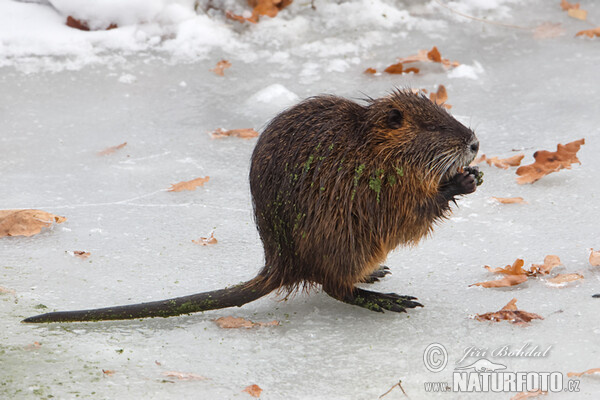 Nutria riečna (Myocastor coypus)