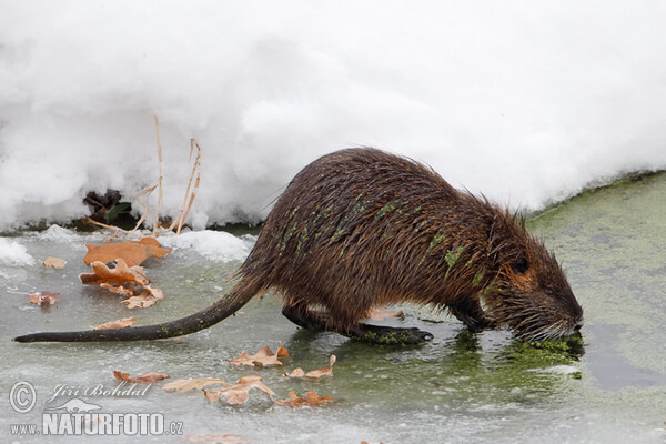 Nutria riečna (Myocastor coypus)