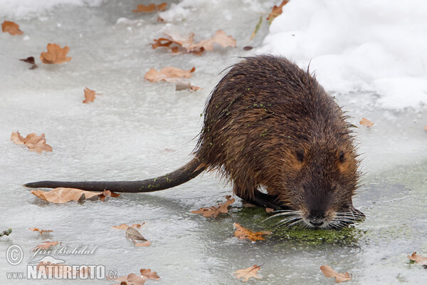 Nutria riečna (Myocastor coypus)