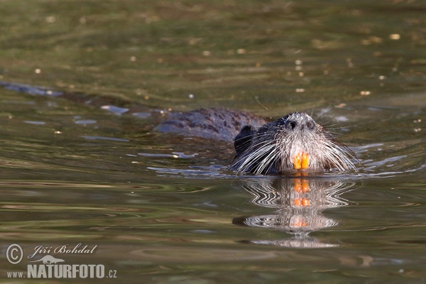 Nutrie (Myocastor coypus)