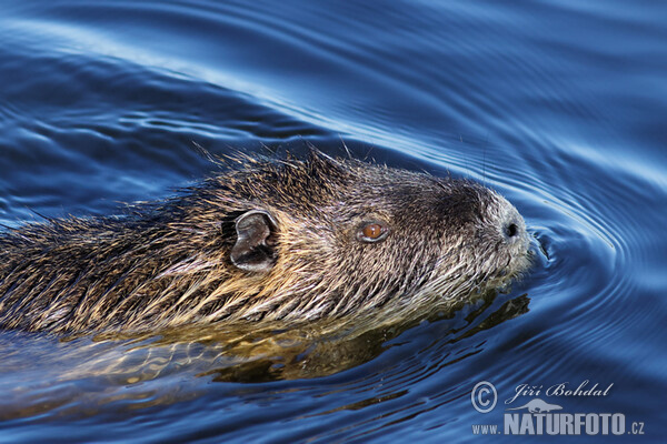 Nutrie říční (Myocastor coypus)