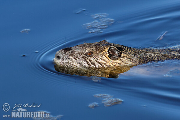Nutrie říční (Myocastor coypus)