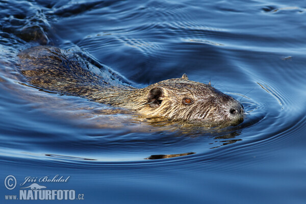 Nutrie říční (Myocastor coypus)