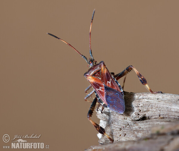 Obrubnica americká (Leptoglossus occidentalis)