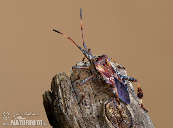 Obrubnica americká (Leptoglossus occidentalis)