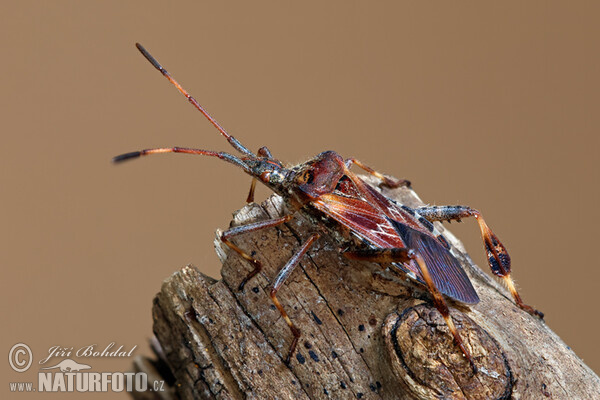 Obrubnica americká (Leptoglossus occidentalis)