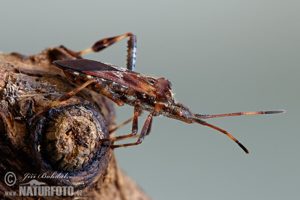 Obrubnica americká (Leptoglossus occidentalis)