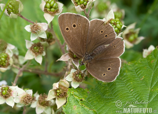 Očkáň obyčajný (Aphantopus hyperantus)